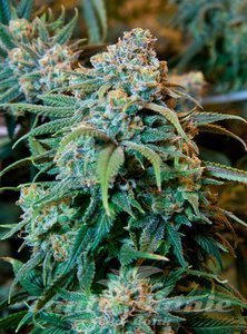 Orange Bud Original - 1