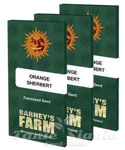 Orange Sherbert - BARNEY'S FARM - 4
