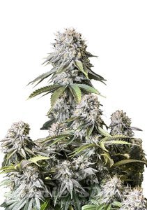 Orange Sherbet FAST - FASTBUDS - 1