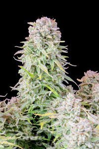 Original Afghan Kush Auto - FASTBUDS - 2