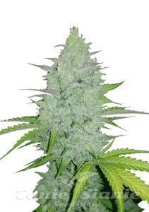 Original Auto Cheese - FASTBUDS - 1
