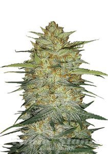 Original Auto OG Kush - FASTBUDS - 1