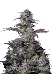 Original Blueberry Auto - FASTBUDS - 1