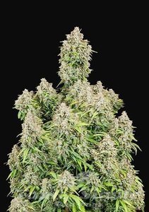 Original Cinderella Auto - FASTBUDS - 2