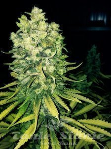Original Sour Diesel - THE CALI CONNECTION - 1