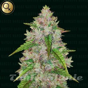 Pablo's Gelato Gold Auto - NARCOS SEEDS - 1