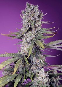 Papaya Zoap F1 Fast Version - SWEET SEEDS - 1