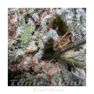 Indica Champions - PARADISE SEEDS - 5