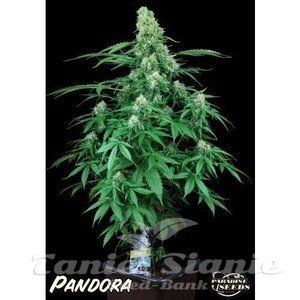 Pandora Auto - PARADISE SEEDS - 3