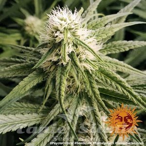 Peyote Critical - BARNEY'S FARM - 2