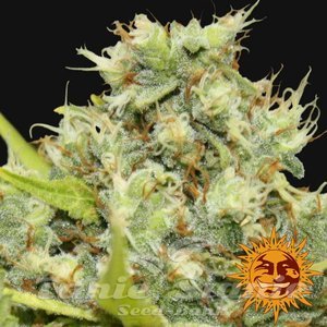 Pineapple Chunk - BARNEY’S FARM - 2