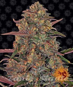 Pineapple Chunk - BARNEY’S FARM - 1