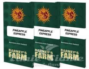 Pineapple Express - BARNEY'S FARM - 7