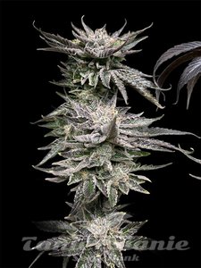 Pineapple Fruz - 5