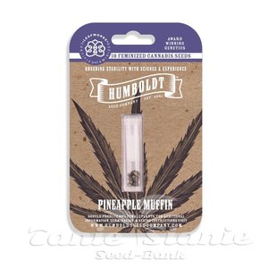 Pineapple Muffin - HUMBOLDT SEED COMPANY - 4