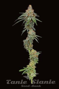 Pineapple Upside Down Cake - HUMBOLDT SEED COMPANY - 1