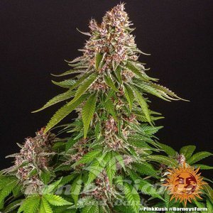 Pink Kush - BARNEY'S FARM - 4