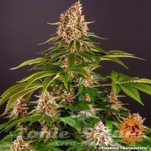 Pink Kush - BARNEY'S FARM - 5