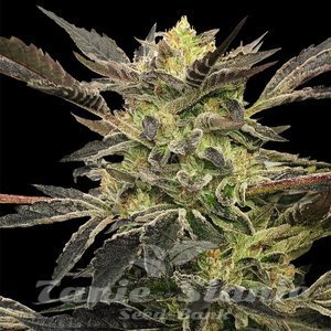 Pink Sunset Auto - SILENT SEEDS - 1