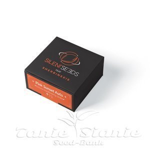 Pink Sunset Auto - SILENT SEEDS - 2