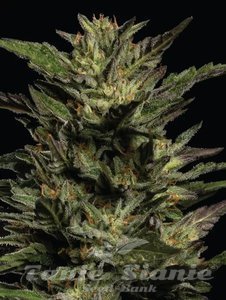 Pistachio - HUMBOLDT SEEDS COMPANY - 2