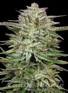 Pound Town Auto - HUMBOLDT SEED COMPANY - 2