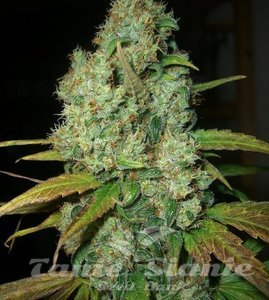 Power Plant Perfect Auto - 1