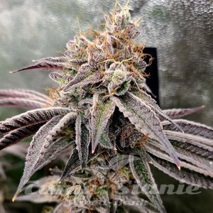 Project 9 - EXOTIC GENETIX - 2