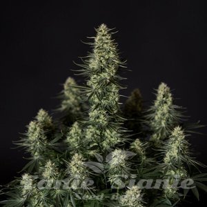 Punch Pie - ROYAL QUEEN SEEDS X TYSON 2.0 - 8