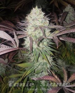Purple Crack - THE CALI CONNECTION - 1