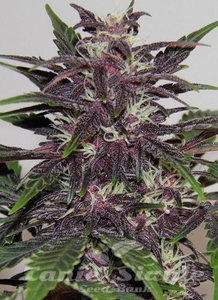 Purple Kush - 1