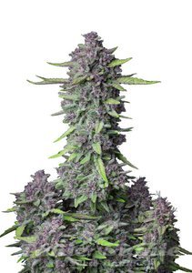 Purple Punch Auto - FASTBUDS - 1