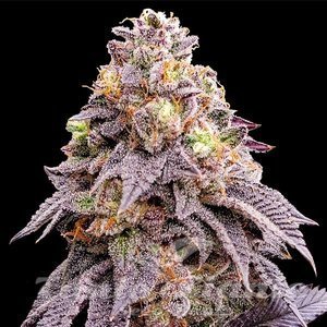 Purple Punch F1 - 1