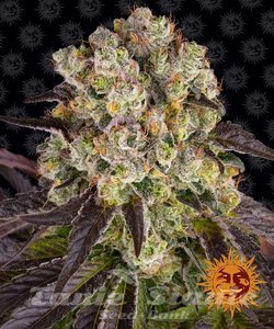 Purple Punch x Lemon Drizzle - BARNEY'S FARM - 1