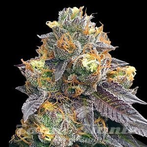 Red Strawberry Banana Auto - 1