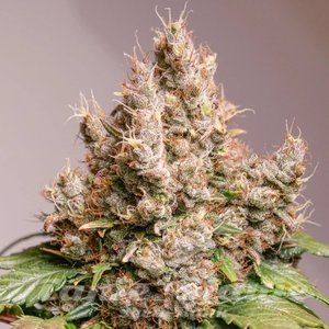 Red Tropicana Cookies Auto - DUTCH PASSION - 1