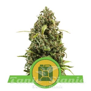 Diesel Automatic - ROYAL QUEEN SEEDS - 1