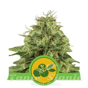 Haze Berry Automatic - ROYAL QUEEN SEEDS - 1