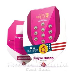 Purple Queen - ROYAL QUEEN SEEDS - 2