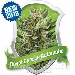 Royal Cheese Automatic - ROYAL QUEEN SEEDS - 2