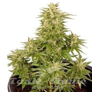 Royal Critical Automatic - ROYAL QUEEN SEEDS - 2