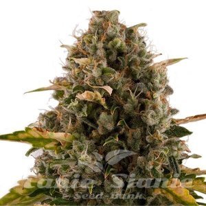 Royal Moby - ROYAL QUEEN SEEDS - 3