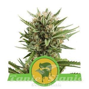 Sweet Skunk Automatic - ROYAL QUEEN SEEDS - 1