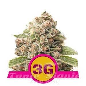 Triple G - ROYAL QUEEN SEEDS - 1