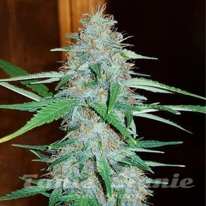 White Widow - ROYAL QUEEN SEEDS - 3
