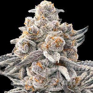 RS11 x Galactic Cookies - 1