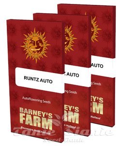 Runtz Auto - BARNEY'S FARM - 7