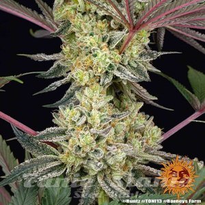 Runtz - BARNEY'S FARM - 4