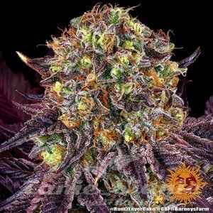 Runtz x Layer Cake - BARNEY'S FARM - 3