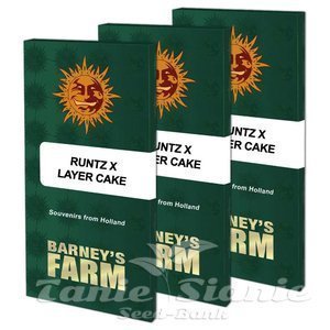 Runtz x Layer Cake - BARNEY'S FARM - 6
